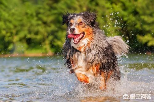 头条问答 牧羊犬真的能牧羊吗 为什么那么大那么多的羊会 怕 一只小小的牧羊犬 4个回答