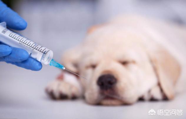 幼犬驱虫要注意什么:给狗狗体内驱虫的注意事项有什么？