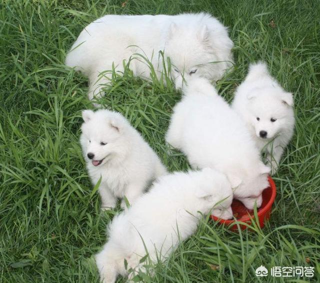 西摩犬聪明不聪明:怎么样的萨摩耶算“笨”？