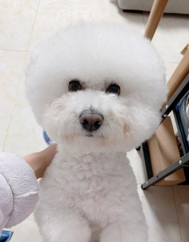 比熊吧:养比熊犬，有什么样的“痛”呢？