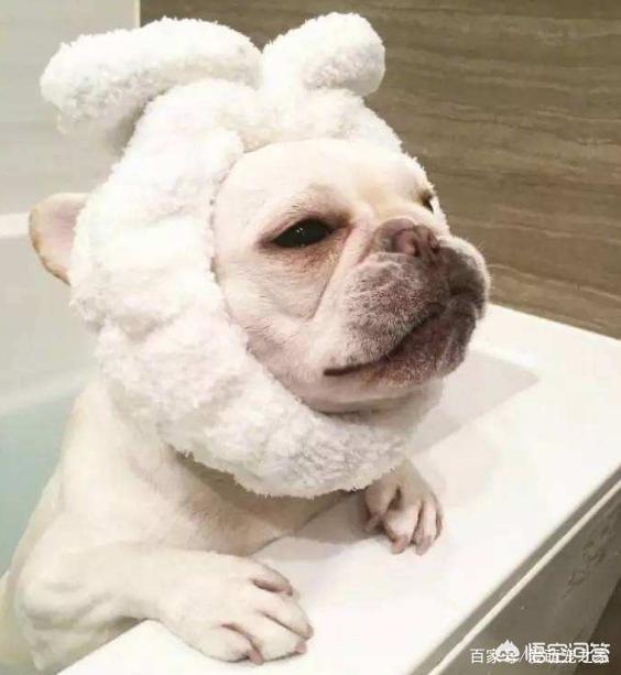 斗牛犬好养吗:养法斗是一种什么样的体验？
