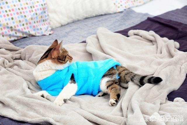 素力高海藻粉对猫咪的作用:为什么有些猫咪会在你熟睡时过来闻你？