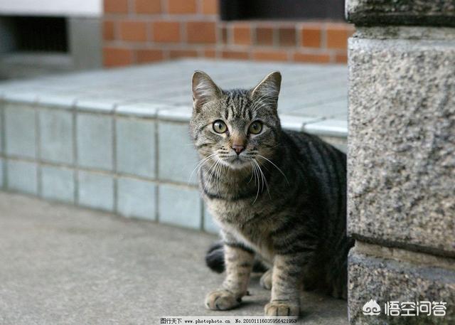 幸运土猫 博客:刚买的小猫被查出猫瘟！遇到“星期宠”怎么办？