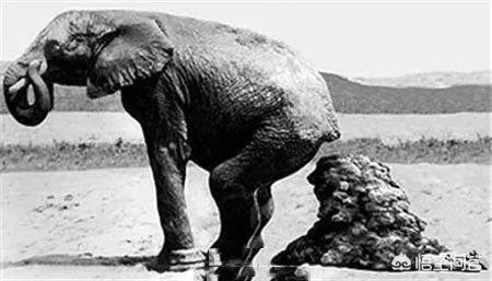 加拉巴哥群岛:有哪些感觉已经灭绝的生物其实还活着？