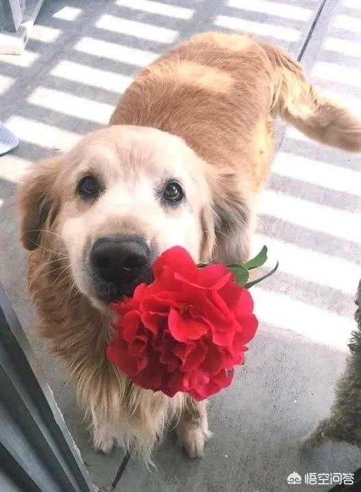 中国宠物医师网现代流行犬病毒:狗狗得了冠状病毒死前征兆？