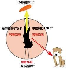 犀牛和河马吃什么食物:河马与犀牛哪个体重大一些？