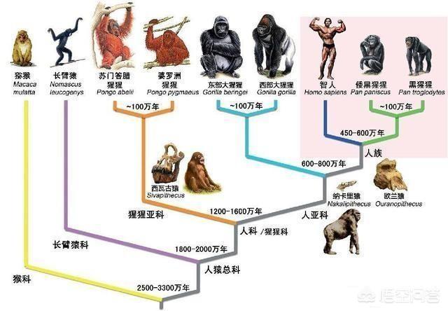 克罗斯河大猩猩仅200只:人类与黑猩猩存在生殖隔离吗？