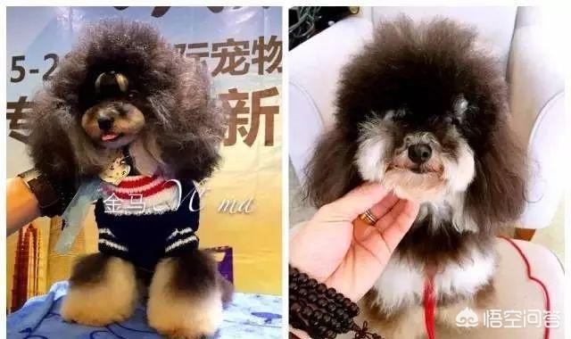 一个月贵宾犬图片欣赏:养一只巨贵犬是什么体验？