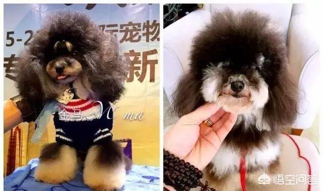 泰迪犬图片大全:泰迪犬究竟有什么优点，那么多人喜欢它？