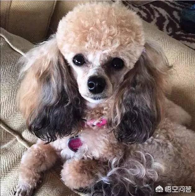 一个月贵宾犬图片欣赏:养一只巨贵犬是什么体验？