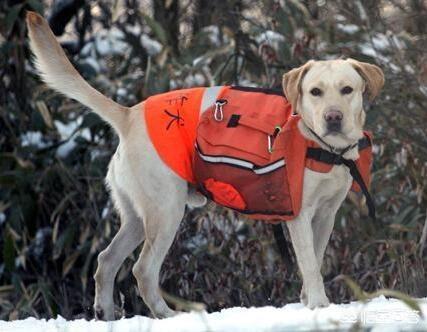 地震救援搜救犬:什么品种的狗狗最适合做搜救犬？