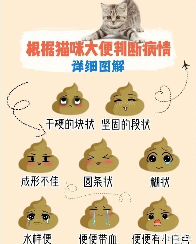 健康猫:健康猫最新消息2019 怎么通过猫咪的便便判断健康情况？