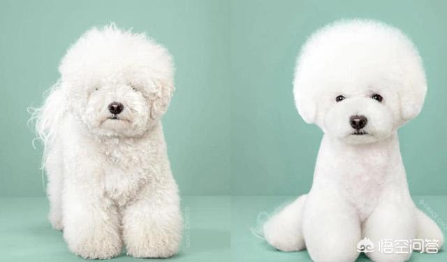 宠物美容台图片:狗狗有哪些美容前后对比的照片？