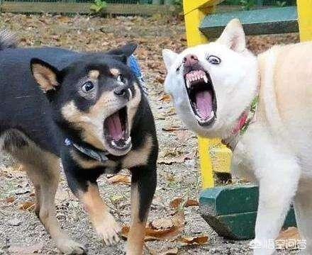长春大丹犬吧:世界上最大的是犬种可以和最小的犬种杂交吗？