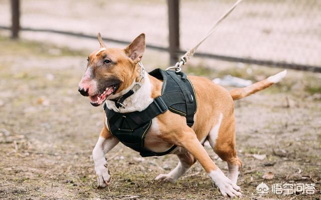 凶猛的小型犬有哪些:哪些狗狗体型小，但脾气却很暴躁呢？