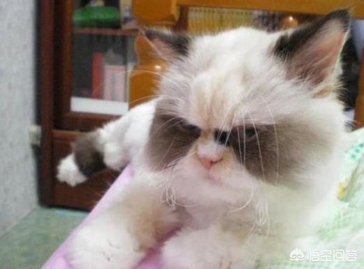 不爽猫:猫猫真的是中吹吗？为什么立场如此不坚定？ 不爽猫表情包