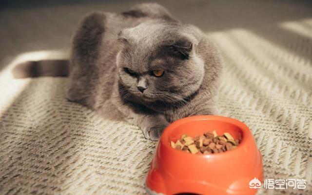 素力高海藻粉对猫咪的作用:英国短毛猫吃什么牌子的猫粮比较好呢？