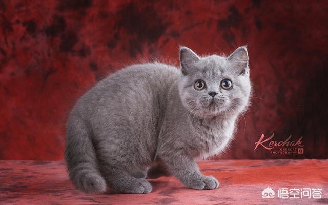 素力高海藻粉对猫咪的作用:英国短毛猫吃什么牌子的猫粮比较好呢？
