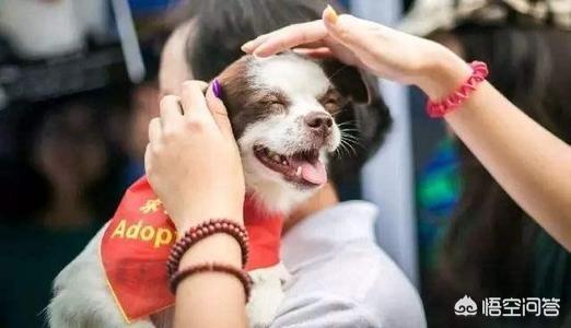 宠物离世可休丧假正在实施过程:在狗狗即将离世的时候，有哪些事需要做？