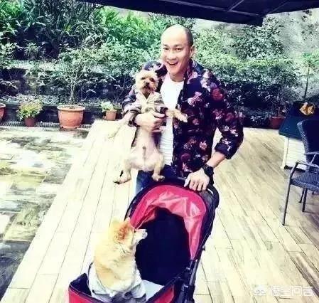 太白狗绿毛龟表情包:天刀太白狗表情包 太上老君跟太白金星是一个人吗？他是干什么的？