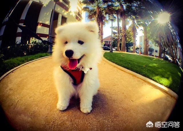 犬传染性气管支气管炎:狗狗容易得哪些传染病？都有什么症状？