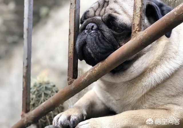 八哥狗图片搞笑卖萌:巴哥犬犯错后有哪些反应？