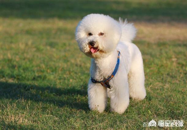 波隆那比熊犬图片:比熊犬的一生可以分为几个阶段？分别该怎么照顾？