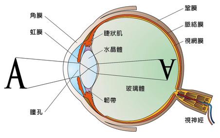 黑眼睛看世界 论文:保护眼睛的论文 是不是我们的眼睛可以超光速呢？我们看到的天体是不是假像呢？