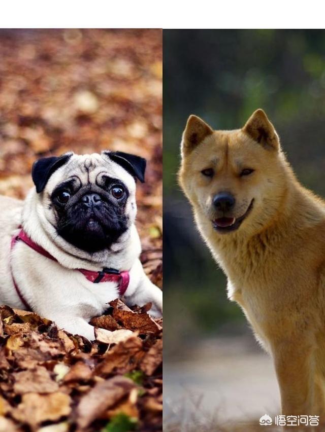 巴哥犬性格比格犬性格:为什么有人说巴哥犬要比中华田园犬受欢迎呢？