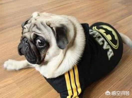 八哥狗图片:饲养巴哥犬，需要知道什么呢？