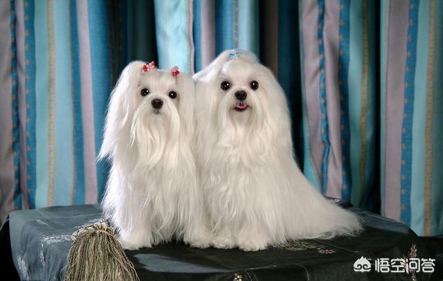 蝴蝶犬图片:蝴蝶犬图片幼犬多少钱 为什么养蝴蝶犬的人少了？