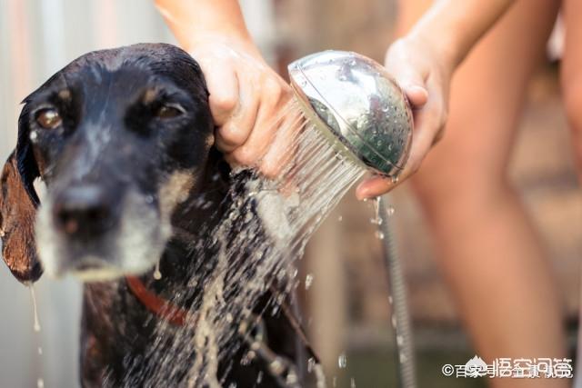 我做女犬的开心日子无弹窗:把狗狗养得很好的女生，你觉得她们有着怎么样的美好品质？