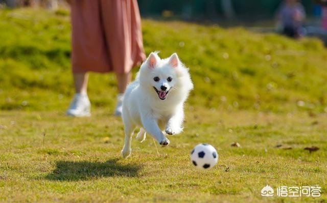 哈多利系博美成年犬多大:博美犬成年后一般是多少斤？