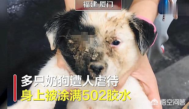 厦门宠物狗:厦门、深圳遛狗不栓绳无人管理，大狗小狗到处流窜，你怎么看？ 厦门卖狗的宠物市场在哪里