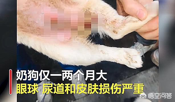 厦门宠物狗:厦门、深圳遛狗不栓绳无人管理，大狗小狗到处流窜，你怎么看？ 厦门卖狗的宠物市场在哪里