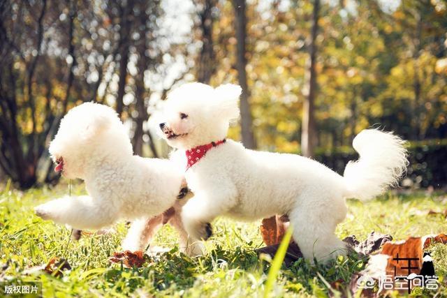 比熊和泰迪的区别:泰迪犬和比熊犬相比，为什么泰迪犬更值得养？