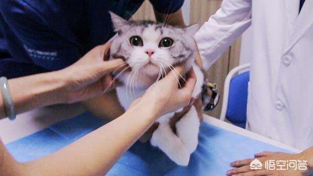 怎么看自己猫咪的品种:如何挑选到一只心仪的宠物猫？