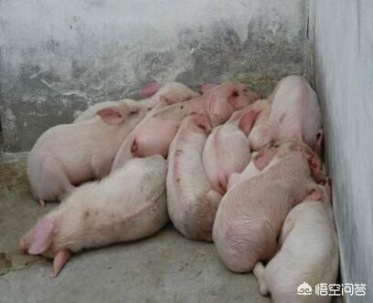 百度一下猪的正常体温是多少度:请问一下仔猪的正常体温是多少度？