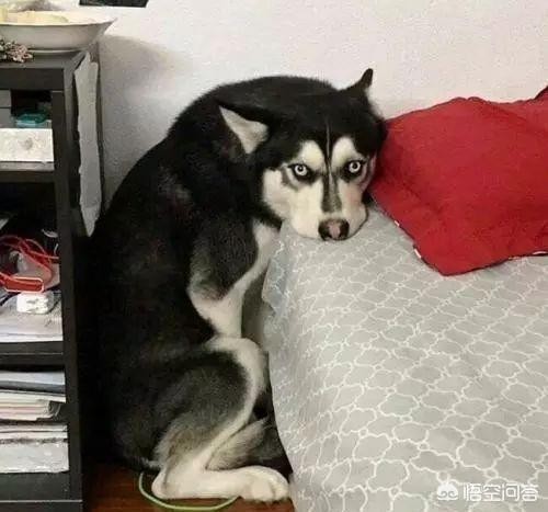 哈士奇图片搞笑:哈士奇害怕什么“惩罚”？