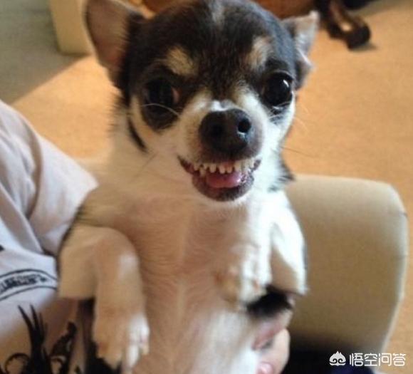 凶猛的小型犬有哪些:哪些小型犬是非常喜欢吠叫的呢？