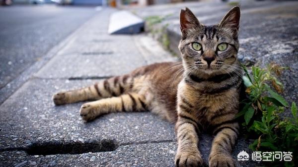 猫咪尿频不喝水:头条的朋友们我家猫咪这两天频繁去厕所还尿不出来应该吃什么药？