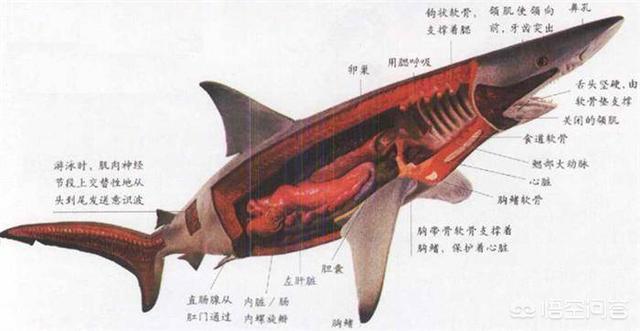 湾鳄vs巨型虎鲨:几只老虎才能杀死像洛龙那么大的湾鳄？ 巨型湾鳄vs老虎