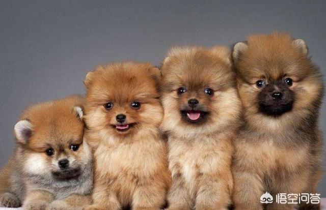 博美狗图片:新手饲养博美犬需要知道哪些事？