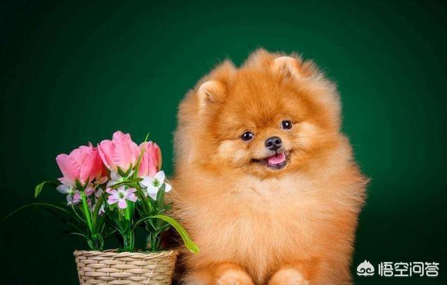 博美狗图片:新手饲养博美犬需要知道哪些事？