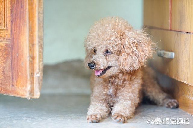 贵宾犬图片:为什么有的人不愿意养贵宾犬？