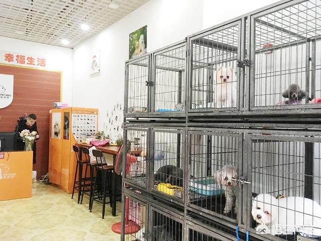宠物护理:怎么做好宠物美容护理店营业的准备工作？