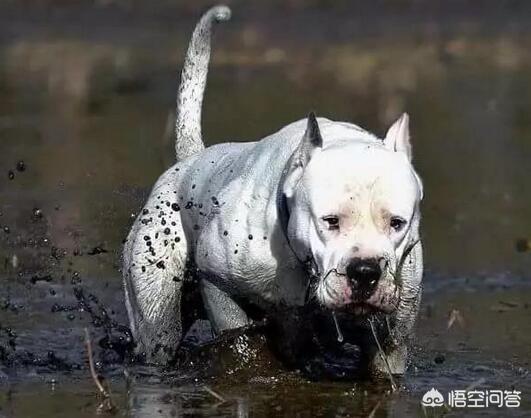 杜高犬价格:有什么常见的宠物犬的价格是比较昂贵的吗？