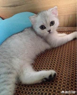 渐层猫6个月2500买贵吗？
