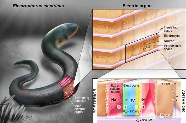 揭秘电鳗为什么会放电:电鳗没有发动机却有电，那么它的发电原理是什么？