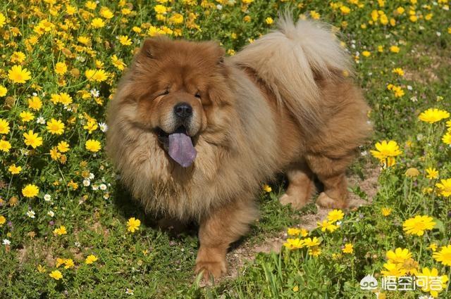 保加利亚牧羊犬舍:今晚恒大战科内，科舍与艾格努隔网对轰，恒大能获胜吗？ 保加利亚牧羊犬哪里买